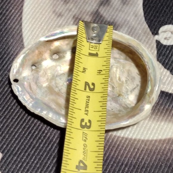 Small Abalone Seashell - Picture 4 of 5